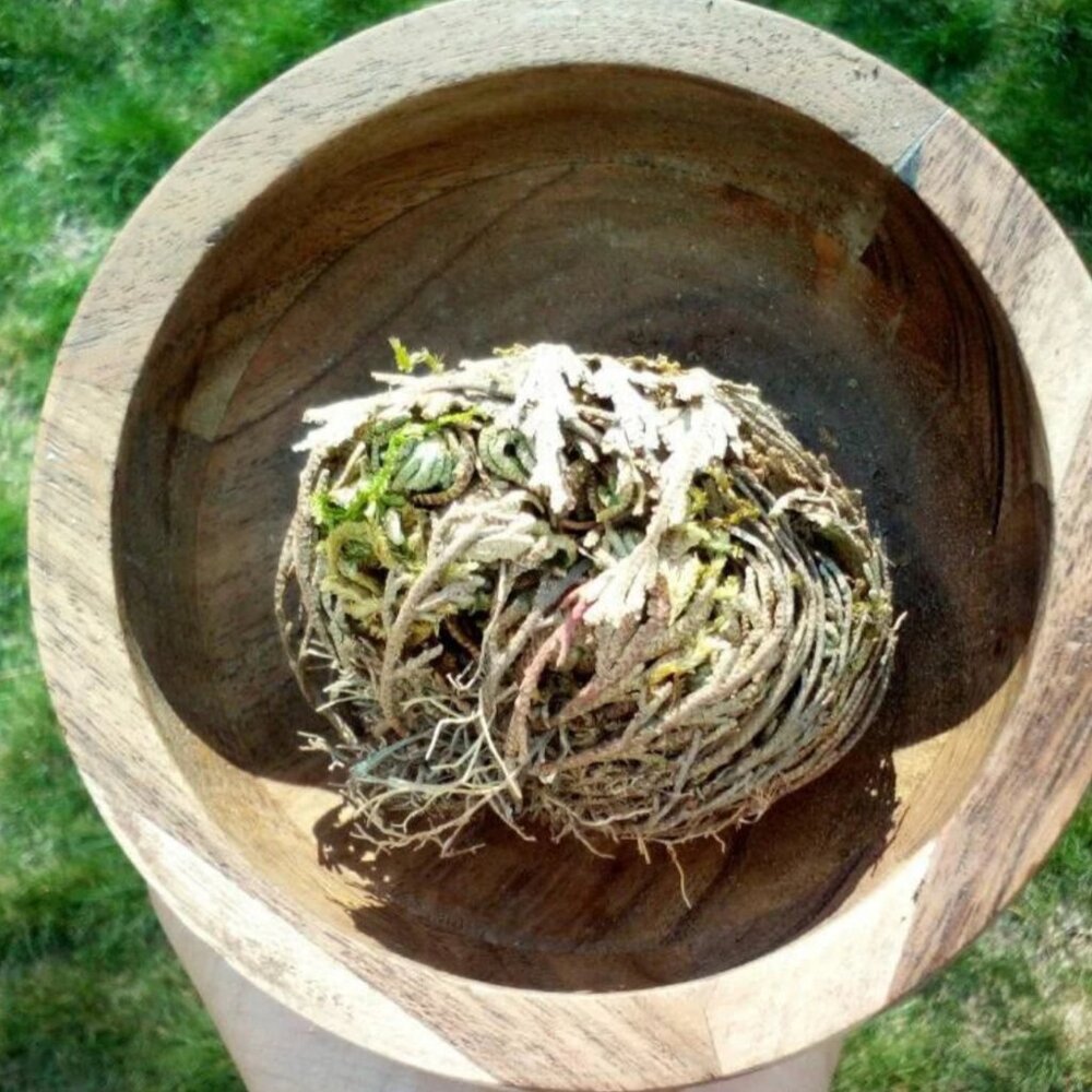 Rose Of Jericho Spiritual Cleansing Positive Energy